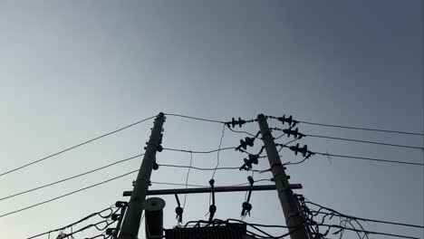 Black-Bird-Perched-On-Power-Lines-And-Flying-Off