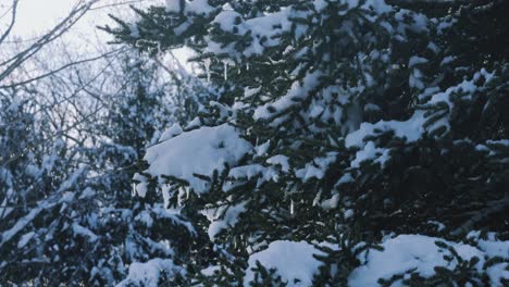 Tilt-up-view-of-a-snow-covered-pine-tree-branches-in-the-evening