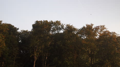 Vögel,-Die-Im-Herbst-über-Die-Bäume-Des-Laubwaldes-Fliegen