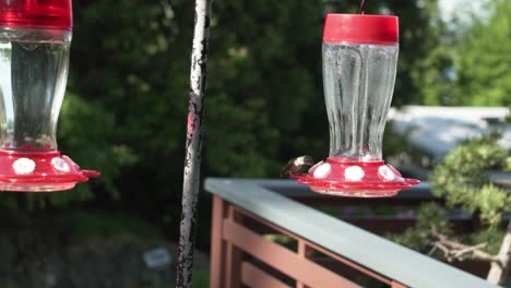 Tiny-hummingbird-eats-from-red-hanging-feeder-in-local-garden,-handheld-shot