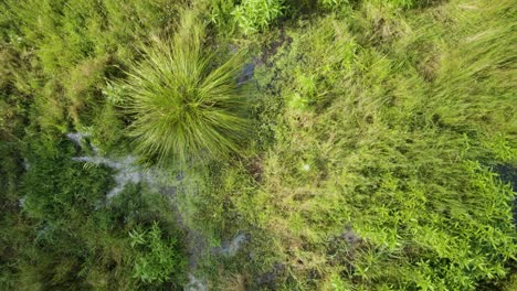 Aerial-top-down-shot-of-a-marshland-in-the-middle-of-the-forest-with-fresh-green-foliage