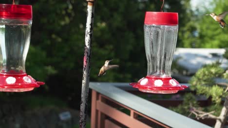 Couple-of-hummingbirds-enjoys-sunny-day-near-colorful-garden-feeders,-static-shot