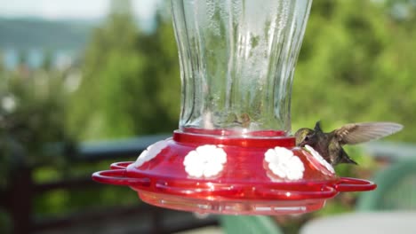 Hummingbird-flies-and-lands-on-garden-feeder,-close-up-shot