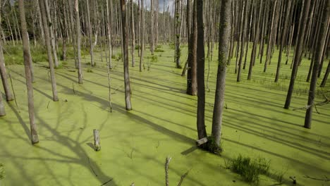 Aerial-forward-shot-of-the-natural-swamp-covered-with-green-and-with-dead-trees-making-shadows-on-the-surface
