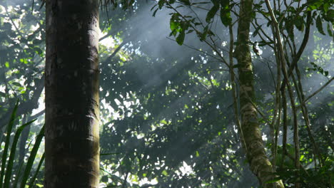 Under-the-canopy-of-the-Amazon-jungle-with-mist-and-streams-of-light