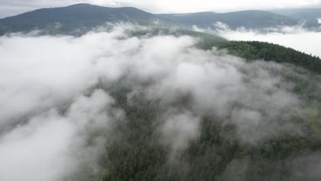 Aerial-Trucking-Schuss-Von-Tannen--Und-Fichtenwald-Auf-Den-Bergen-An-Einem-Nebligen-Tag---Der-Wald-Erzeugt-Wolken-Durch-Einen-Natürlichen-Kondensationsprozess