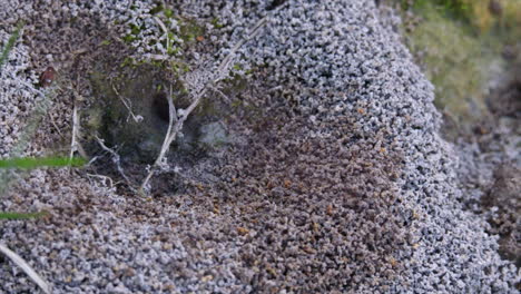 Amazonian-ants-nest,--daytime,--medium-shot