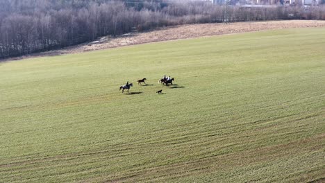 Horses-running-on-a-big-grass-field---beautiful-rotating-aerial-view
