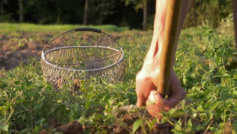 Slow-motion-camera-shot-of-man-harvesting-fresh-potatoes-in-the-summer