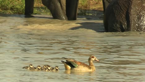 A-smooth-steady-clip-of-a-goose-leading-her-baby-chicks-near-a-bathing-herd-of-elephants-in-South-Africa