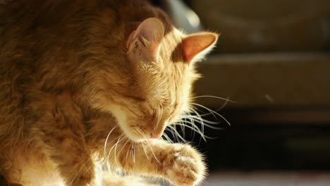 Lustige-Nasse-Gelbe-Katze,-Die-Nach-Dem-Bad-Wasser-Abschüttelt-Und-Ihre-Pfote-Leckt