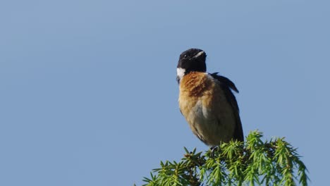 Closeup-of-European-stonechat-bird-resting-on-branch-tree-leaves,-then-flies