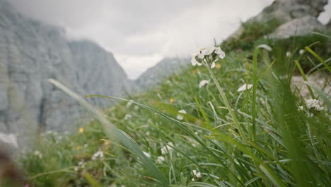 Un-Tiro-Cercano-De-Gras-Y-Algunas-Flores-En-El-Prado-De-Una-Montaña