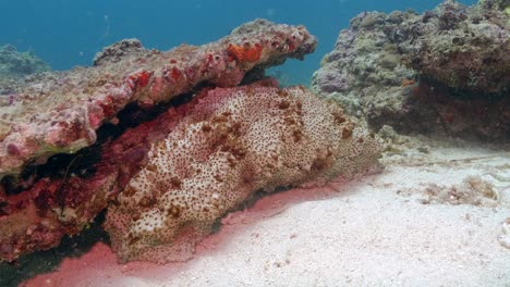 Cerca-De-Pearsonothuria,-Pepino-De-Mar-En-El-Arrecife