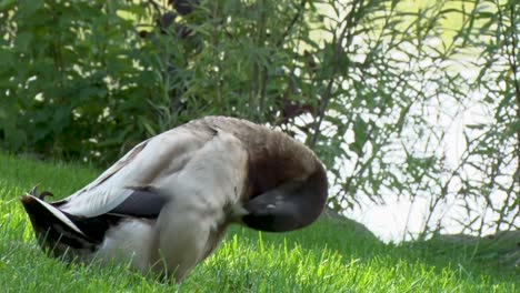 Ducks-looking-for-food-in-tall-green-grass-in-Meridian,-Idaho-on-a-warm-summer-day