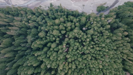 Wide-top-down-aerial-footage-of-evergreen-trees-in-a-forest-revealing-a-dry-riverbed