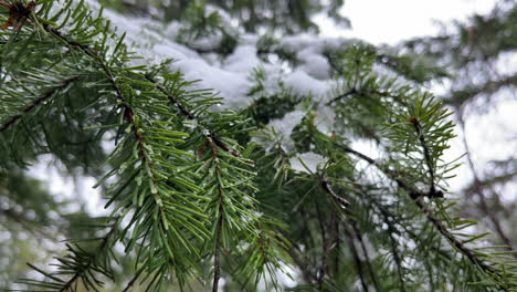 Pine-tree-branches-covered-in-snow,-close-up