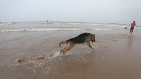 Very-Happy-and-playful-German-Shepherd-dogs-running-on-the-beach-chasing-their-owners
