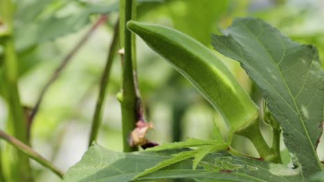 Close-up-detailed-shot-of-fresh-green-okra-ready-to-be-harvested