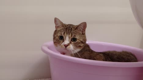 Upset-Tabby-Cat-Hiding-in-Container-in-Corner
