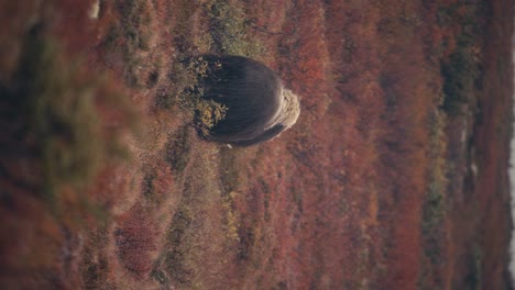 Vertikale-Aufnahme-Von-Moschusochsen,-Die-Auf-Einem-Herbstfeld-In-Dovrefjell,-Norwegen,-Weiden