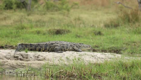 Breiter-Schuss-Eines-Nilkrokodils,-Das-Auf-Der-Sandbank-Liegt,-Khwai-Botswana