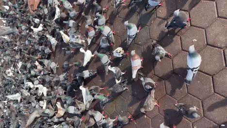 Vertical-video-:-Hungry-wild-pigeons-eating-the-food-from-the-floor