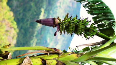 Vertikale-Nahaufnahme-Von-Wilden-Babybananen-Mit-Blumen,-Die-Sanfte-Brise-Mit-Tropischem-Waldhintergrund-Wachsen