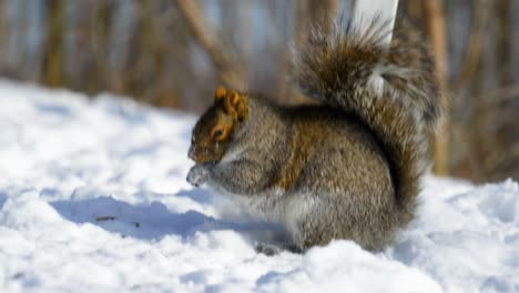 4K-Slow-motion-cinematic-footage-of-a-squirrel-eating-food-from-the-ground,-from-up-close,-in-the-snow-of-Montreal,-Canada