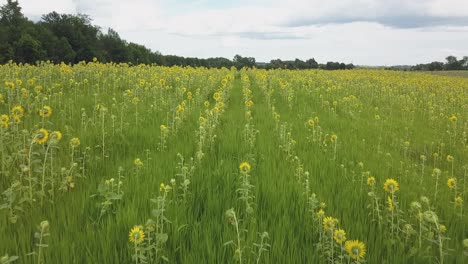 Aerial-Drone-Footage-Of-A-Fertile-Field-Of-Blooming,-Yellow-Sunflowers-In-Rural,-Agrarian,-Agricultural-Iowa-Farm-Country-And-Farm-Belt