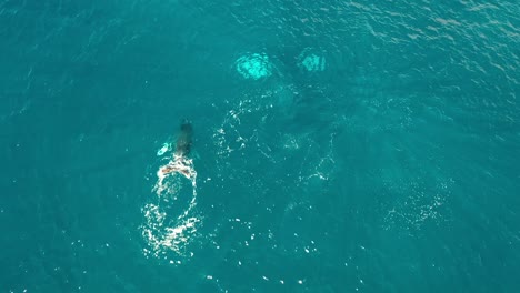 Excellent-Aerial-Shot-Of-Humpback-Whales-Swimming-And-Splashing-In-Maui,-Hawaii