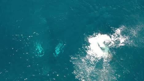 Excelente-Toma-Aérea-De-Ballenas-Jorobadas-Nadando-Y-Chapoteando-En-Maui,-Hawaii