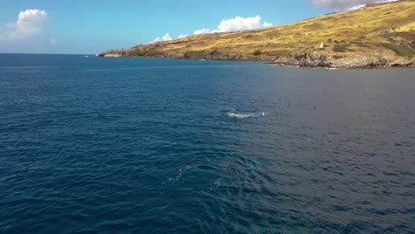 Excelente-Toma-Aérea-De-Ballenas-Jorobadas-Rompiendo-El-Agua-En-Maui,-Hawaii