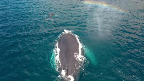 Excelente-Toma-Aérea-De-Ballenas-Jorobadas-Nadando-En-Maui,-Hawaii