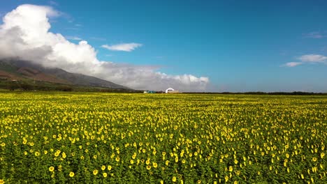 Excelente-Toma-Aérea-Moviéndose-Sobre-Un-Campo-De-Girasoles-En-Maui,-Hawaii