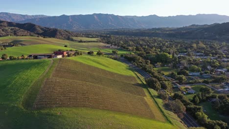 Excelente-Toma-Aérea-De-Un-Viñedo-En-Oak-View,-California