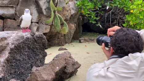 A-Photographer-Takes-Pictures-Of-A-Red-Footed-Booby-In-The-Galapagos