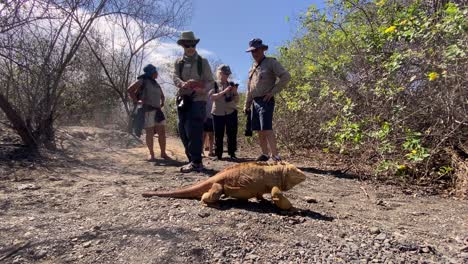 Una-Iguana-Cruza-El-Camino-De-Unos-Turistas-Encantados-En-Las-Galápagos