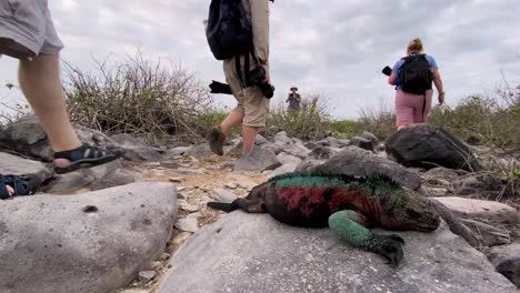 Touristen-Fotografieren-Einen-Meeresleguan,-Der-Auf-Einigen-Felsen-In-Den-Galapagosinseln-Ruht