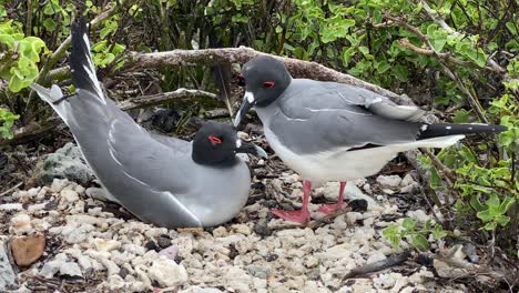 Una-Gaviota-De-Cola-Bifurcada-Acicala-Las-Plumas-De-Su-Compañero-En-Las-Galápagos