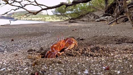 Un-Cangrejo-Fantasma-Se-Desliza-En-Su-Agujero-En-La-Playa-De-La-Isla-De-Santiago-En-Las-Galápagos