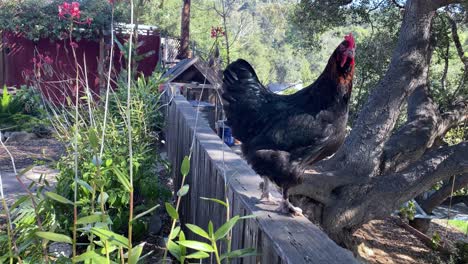 Un-Gallo-Canta-En-Una-Granja-En-Oak-View,-California