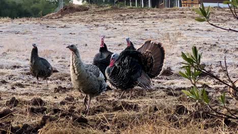 Una-Bandada-De-Pavos-Salvajes-Vive-En-Ojai,-California