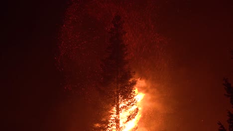 El-Fuego-Dixie-Quema-Un-Pino-En-Un-Bosque-En-El-Norte-De-California-Por-La-Noche