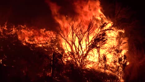 El-Fuego-Dixie-Quema-La-Vegetación-En-Un-Bosque-En-El-Norte-De-California-Por-La-Noche