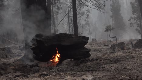 El-Fuego-Dixie-Arde-Sin-Control-En-Un-Bosque-En-El-Norte-De-California