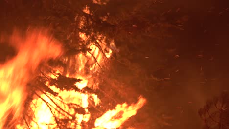 The-Dixie-Fire-Burns-A-Pine-Tree-In-A-Forest-In-Northern-California-At-Night