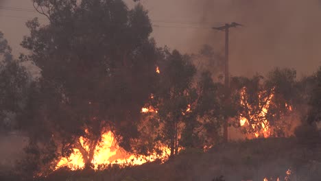 El-Fuego-Alisal-Arde-Salvajemente-A-Través-De-Un-Bosque-De-Eucaliptos-A-Lo-Largo-De-La-Costa-De-Gaviota-En-El-Condado-De-Santa-Barbara