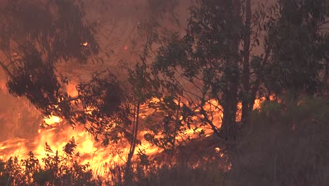 Das-Alisal-feuer-Brennt-Wild-Durch-Einen-Wald-Aus-Eukalyptusbäumen-Entlang-Der-Gaviota-küste-Im-Bezirk-Santa-Barbara