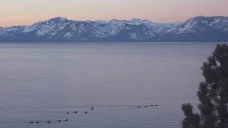 Canada-Geese-Float-On-Lake-Tahoe,-California,-Nevada,-Sierras-In-Winter-With-Snow